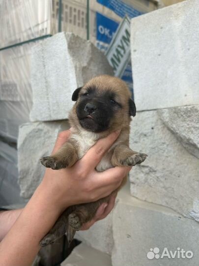 Щенок в добрые руки бесплатно