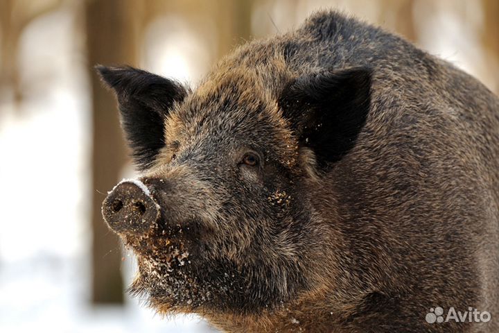 Охота и рыбалка с сопровождением 