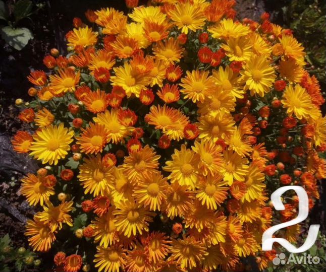 Хризантема мультифлора