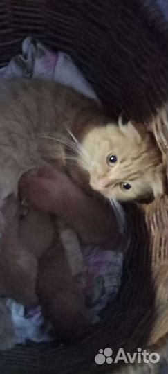 Котята в добрые руки вислоухие