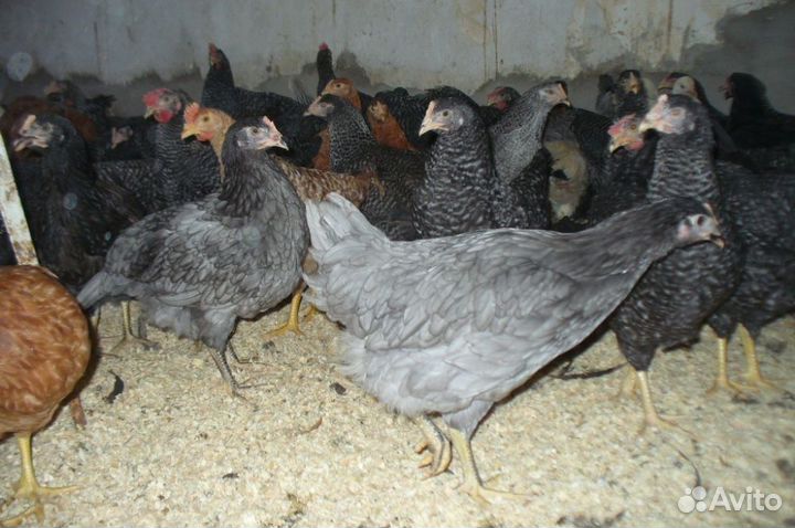 Курочки молодки