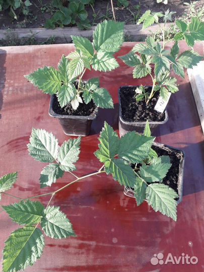 Ежевика (саженцы)