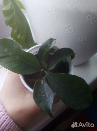 Комнатные цветы