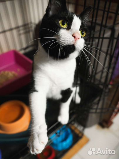 Котенок маркиз девочка – в дар