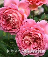 Розы Davidа Austin саженцы