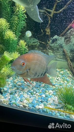 Цихлида Северун