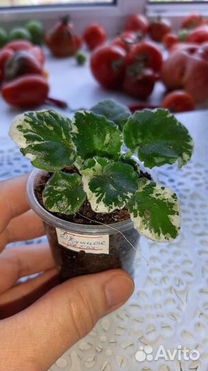 Сортовые фиалки