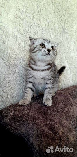 Шотландские вислоухие фолды и прямоухие страйты