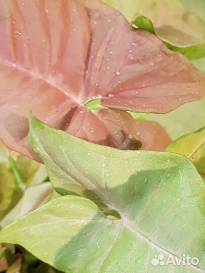 Сингониум Ред харт (Red heart)