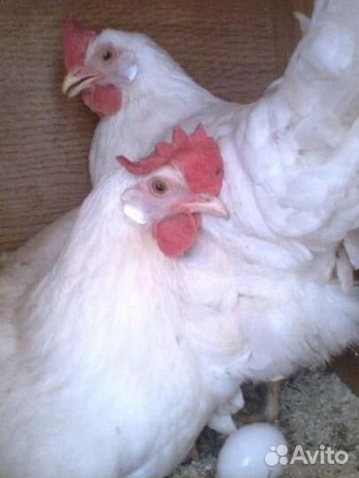 Несушки белые