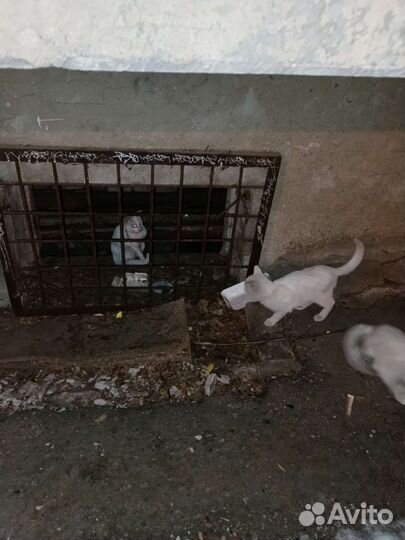 Котята много мерзнут