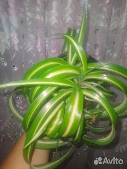 Хлорофитум кудрявый