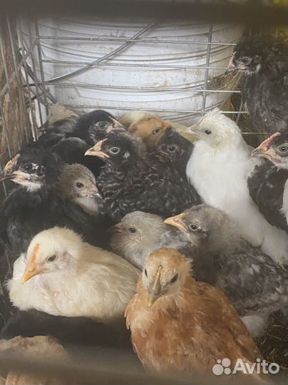 Цыплята кур несушек