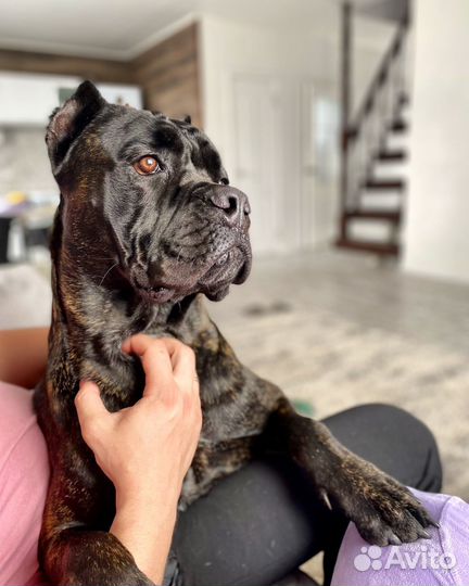 Отдам в добрые руки