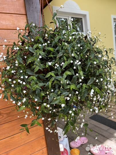 Традескация фата невесты и коллизия