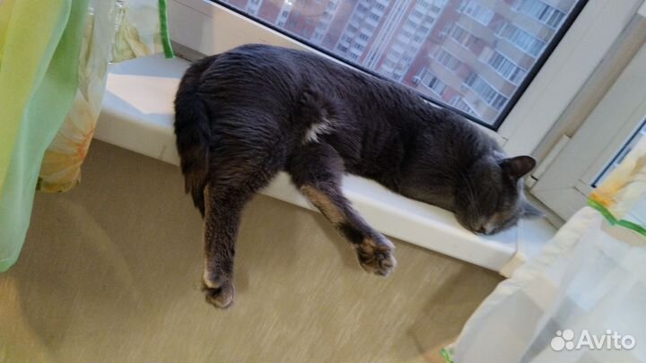 Русский голубой кот