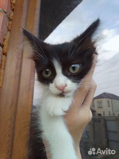 Кошка в дар бесплатно