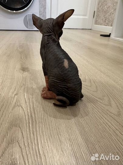 Канадский сфинкс котенок мальчик