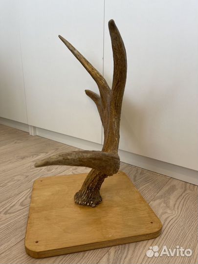 Продам рога Лося