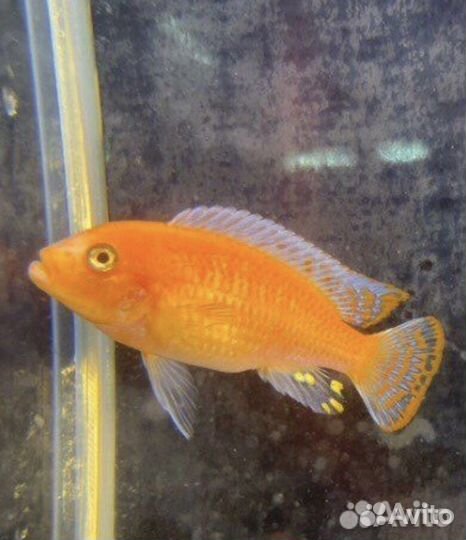 Аквариумные рыбы