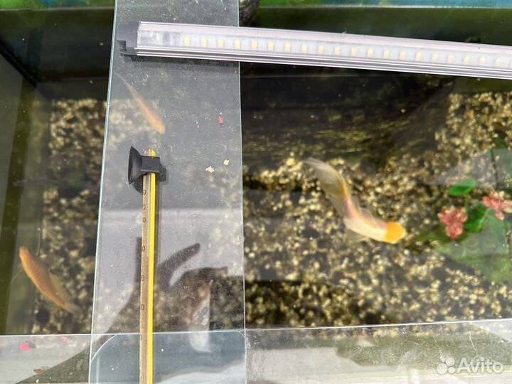 Аквариум с рыбками