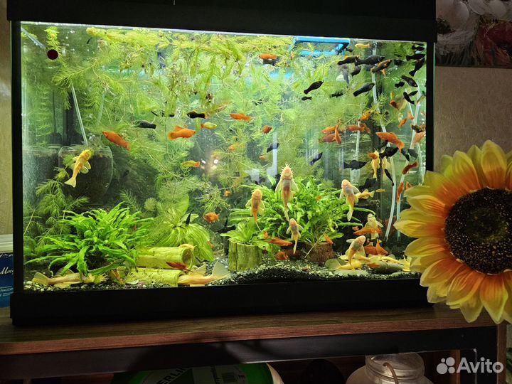 Меченосцы, велифера награды, сомы L144