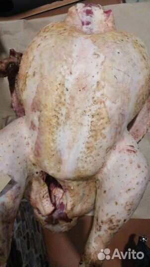 Домашняя индейка