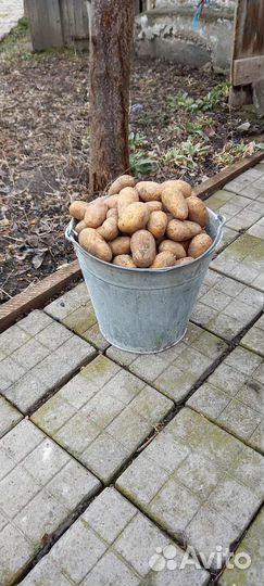 Семенной картофель гала