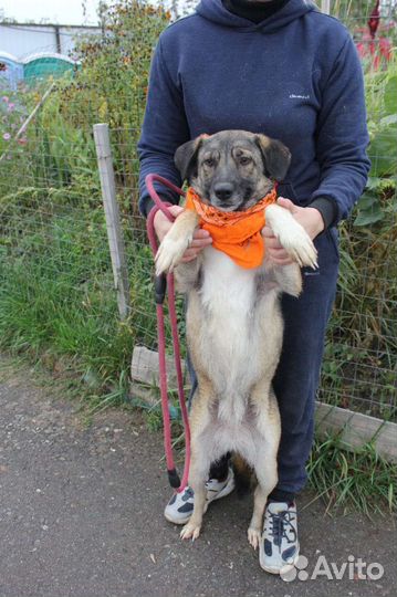 Скромная девочка Мира, из приюта