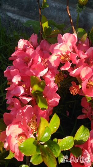 Айва японская саженцы