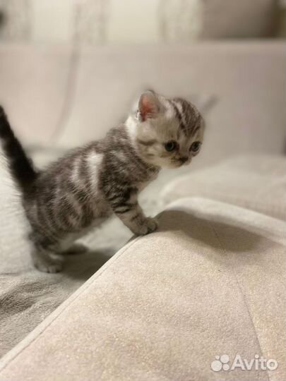 Британские котята