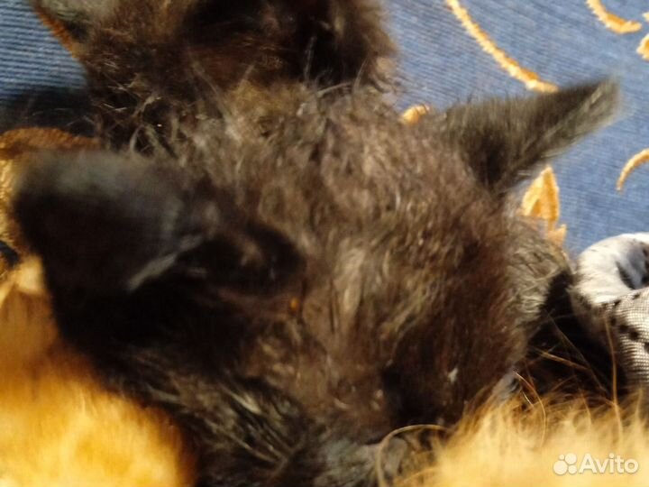 Котята в добрые руки бесплатно