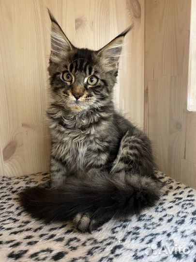 Зоогостиница, передержка для кошек