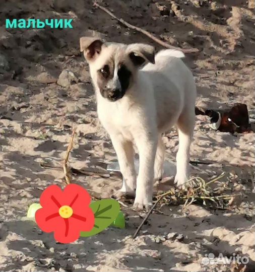 Щенки ищут дом