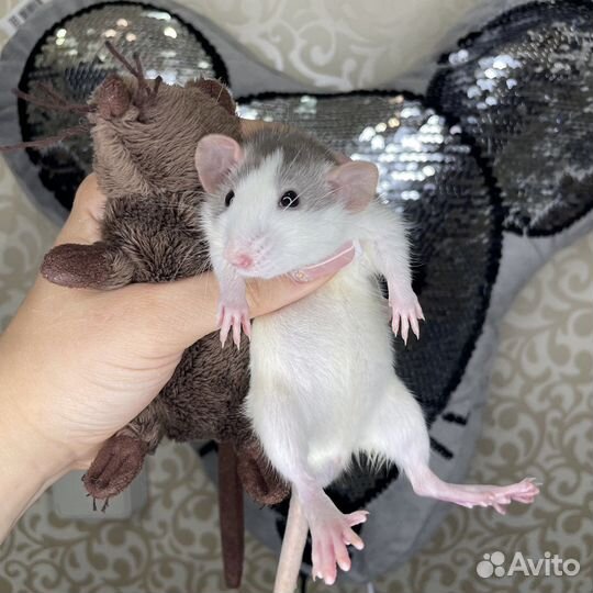 Питомник. Дамбо крысы, крысята, крыса