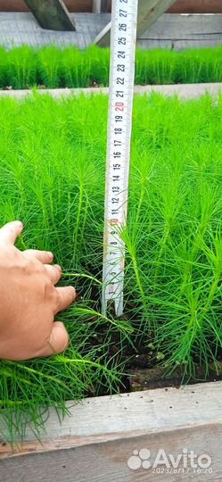 Сеянцы сосны обыкновенной окс