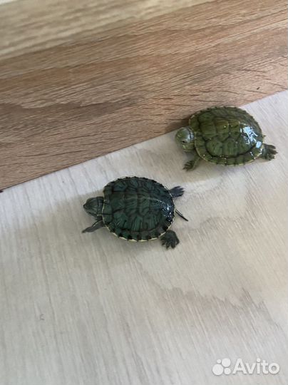 Черепаха