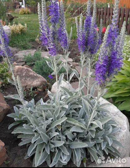 Многолетники