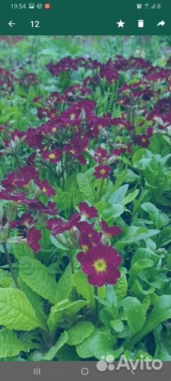 Многолетняя рассада Примула,маргаритки махроаые