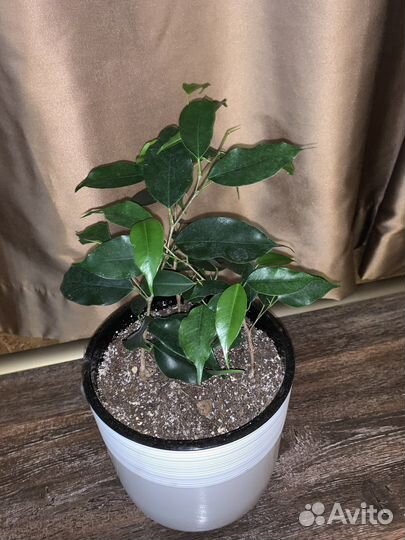 Фикус бенджамина