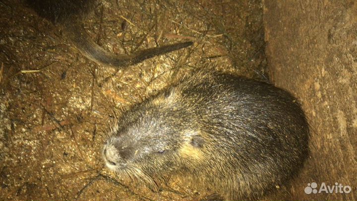 Продам нутрий