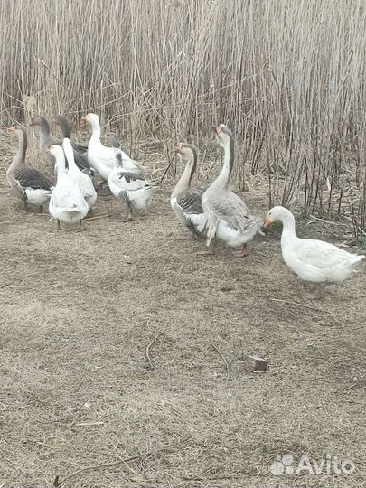 Инкубационные яйцо гусей