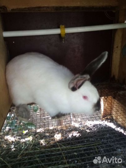 Кролики калифорнийские