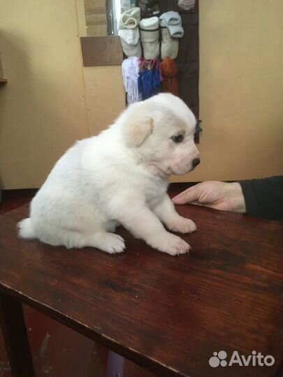 Собаки щенки