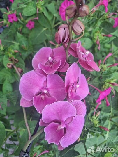 Сортовая орхидеия фаленопсис - 2