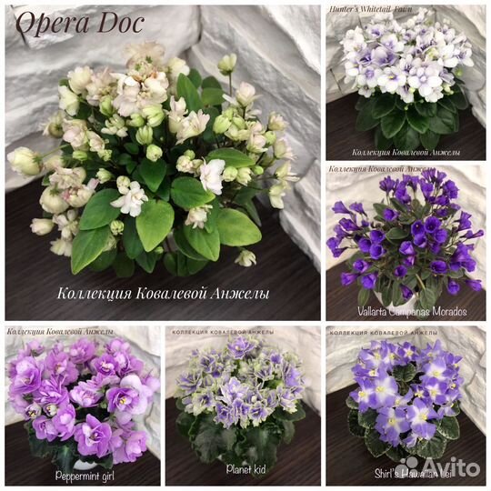 Фиалки детки (мини и полумини)