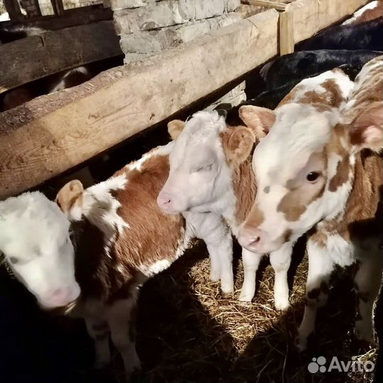 Б бычки телочки сименталы холмогоры