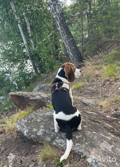 Щенок Бигль мальчик