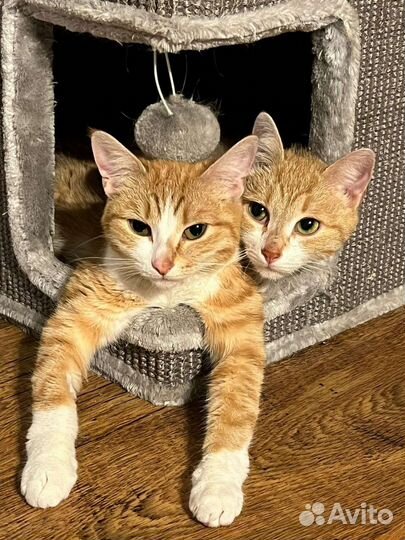 Рыже-белые кот кошка