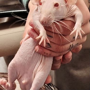 Крыса сфинкс